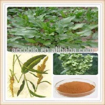 100% Natural de Alta qualidade Rumex Crispus extrato em pó